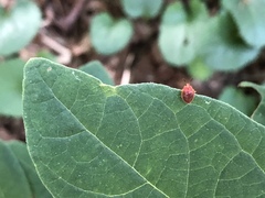 Stenotarsus blatchleyi