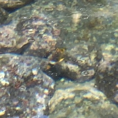 Chaetodon