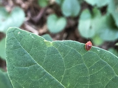 Stenotarsus blatchleyi