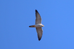 Falco hypoleucos