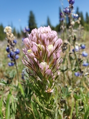 Castilleja densiflora densiflora