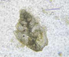 Bolivina alata