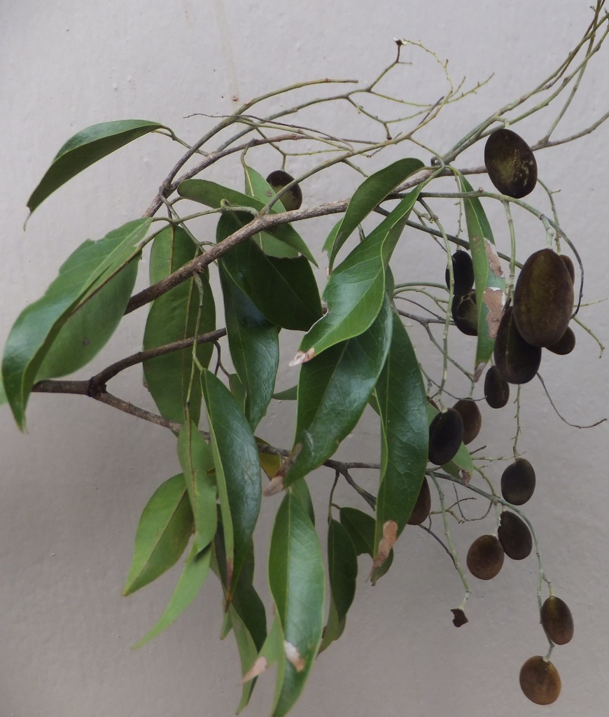 Velvet Tamarind