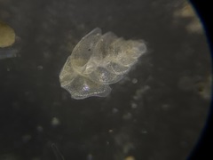 Bolivina alata