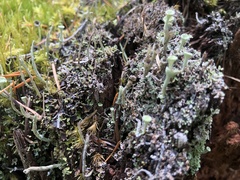 Cladonia albonigra