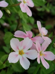 Phlox adsurgens