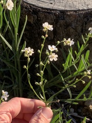 Hackelia diffusa arida