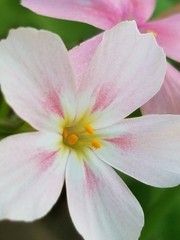Phlox adsurgens