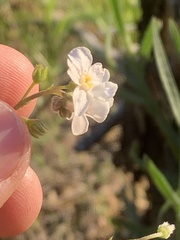 Hackelia diffusa arida