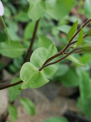 Phlox adsurgens