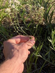 Hackelia diffusa arida