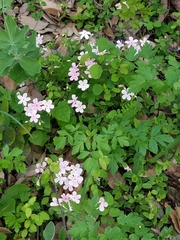 Phlox adsurgens