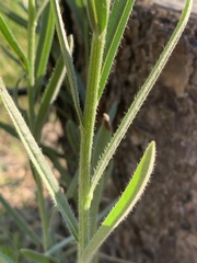 Hackelia diffusa arida