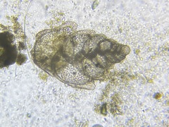 Bolivina alata