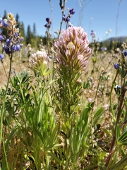 Castilleja densiflora densiflora