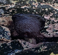 Cladactella manni