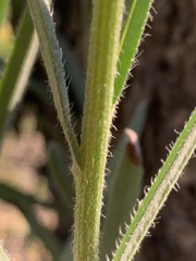 Hackelia diffusa arida