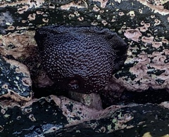 Cladactella manni