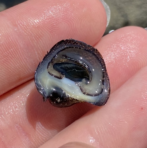 Neripteron cariosum