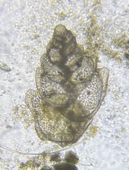 Bolivina alata