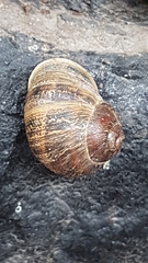 Cornu aspersum