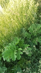 Heracleum sosnowskyi