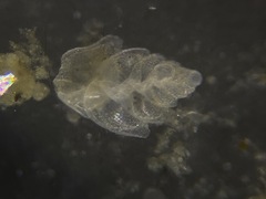 Bolivina alata