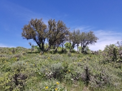 Cercocarpus ledifolius