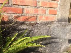 Sceloporus hondurensis