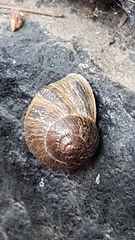 Cornu aspersum