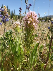Castilleja densiflora densiflora