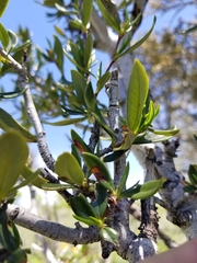 Cercocarpus ledifolius