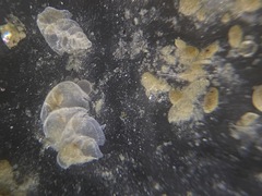 Bolivina alata