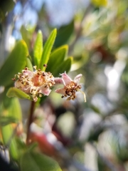 Cercocarpus ledifolius