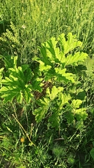 Heracleum sosnowskyi