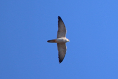 Falco hypoleucos