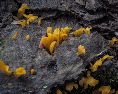 Calocera sinensis