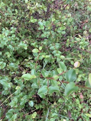 Grevillea singuliflora