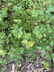 Grevillea singuliflora