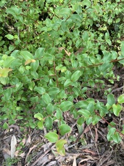Grevillea singuliflora