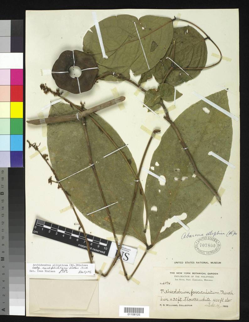 Archidendron ellipticum