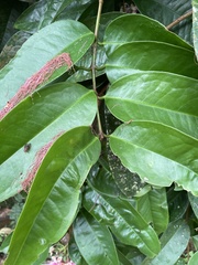 Syzygium pycnanthum