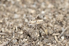 Oxyopes tridens