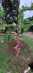 Heliconia chartacea