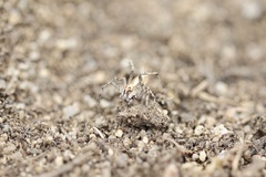 Oxyopes tridens