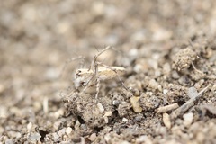 Oxyopes tridens