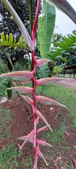 Heliconia chartacea