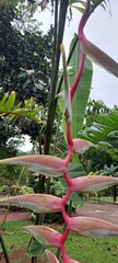 Heliconia chartacea