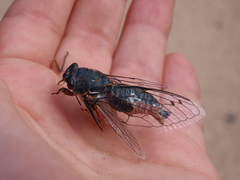 Hadoa chiricahua