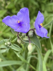 Bluejacket - Photo (c) genoamike, some rights reserved (CC BY-NC)